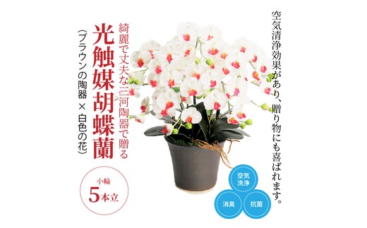 綺麗で丈夫な三河陶器で贈る光触媒胡蝶蘭小輪５本立（ブラウンの陶器×白色の花） H100-089