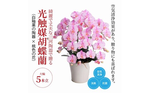 綺麗で丈夫な三河陶器で贈る光触媒胡蝶蘭大輪５本立（白釉薬の陶器×桃色の花） H100-095