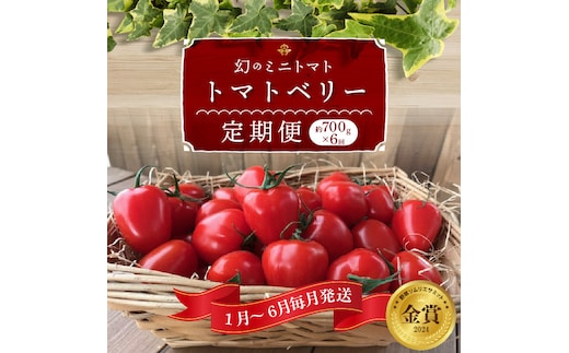 1月～6月毎月発送 幻のミニトマト トマトベリーの定期便 約700g×6回コース ソムリエサミット 金賞 受賞 長田農園 産地直送 トマト とまと 野菜 やさい フルーツ サラダ 濃厚 甘い ご褒美 プレゼント 美容 健康 リピート多数 人気 高評価 数量限定 碧南市 H004-169