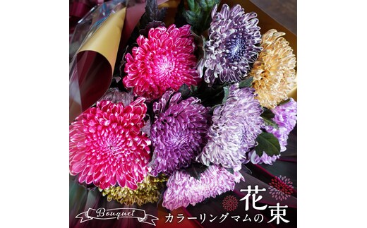 【おしゃれな染花】シックな色合いのカラーリングマムの花束 H092-056