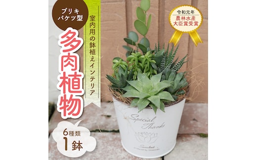 多肉植物６種【令和元年 農林水産大臣賞受賞】ブリキバケツ型室内用の鉢植えインテリア プレゼント ギフト 癒し H195-001
