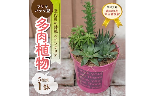 多肉植物５種【令和元年 農林水産大臣賞受賞】ブリキバケツ型室内用の鉢植えインテリア プレゼント ギフト 癒し H195-003