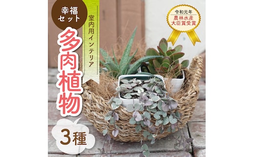 幸福セット【令和元年 農林水産大臣賞受賞】多肉植物3種室内用 インテリア プレゼント ギフト 癒し H195-004