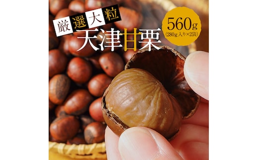 この道50年の職人が焼く、やさしい甘みたっぷりの「厳選大粒」天津甘栗560g！焼きたて 栗 くり 栗爪 殻付き お菓子 おつまみ 人気 高リピート 小分け 栗ご飯 栗きんとん 甘露煮 H045-064