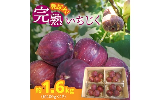 【ハウス栽培】朝もぎ フレッシュな完熟いちじく 碧南市 にいみ農園 フルーツ いちじく トマト農家 H031-006