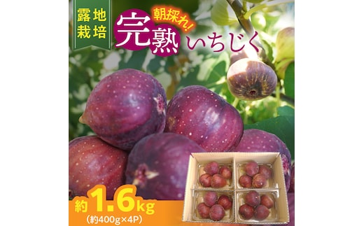 【露地栽培】朝もぎ フレッシュな完熟いちじく 碧南市 にいみ農園 フルーツ いちじく トマト農家 H031-007