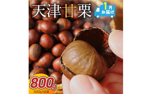 【2027年1月発送】この道50年の職人が焼く、やさしい甘みたっぷりの「天津甘栗」 800g ！ 焼きたて 栗 くり 栗爪 殻付き お菓子 おつまみ 人気 高リピート 小分け 栗ご飯 栗きんとん 甘露煮 H045-092_Jan
