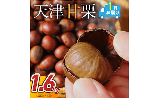 【2027年1月発送】この道50年の職人が焼く、やさしい甘みたっっっぷり！「天津甘栗」 1.6kg 焼きたて 栗 くり 栗爪 殻付き お菓子 おつまみ 人気 高リピート 小分け 栗ご飯 栗きんとん 甘露煮 H045-096_Jan