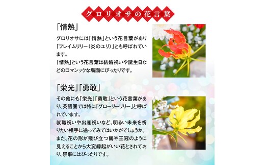 発送期日を必ず確認してください】栄光・炎の花 グロリオサ＆カラー