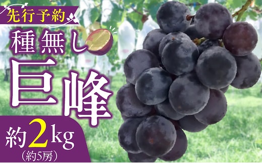 種無し巨峰 約2kg（約5房） 2026年 先行予約 種なしぶどう