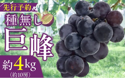 種無し巨峰 約4kg（約10房） 2026年 先行予約 種なしぶどう