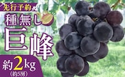 種無し巨峰 約2kg（約5房） 2026年 先行予約 種なしぶどう