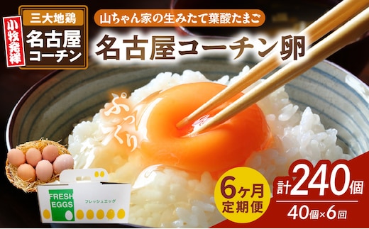 【6ヶ月定期便】【山ちゃん家の生みたて葉酸たまご】名古屋コーチン卵（40個入り）