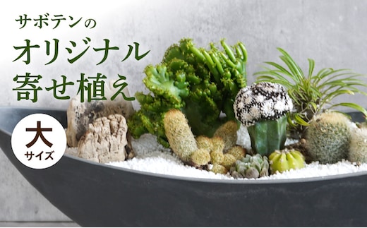 サボテンのオリジナル寄せ植え（大）［ 本格サボテン 産地直送サボテン インテリア サボテンギフト プレゼント オシャレサボテン かわいいサボテン サボテン寄せ植え オリジナルサボテン 人気サボテン 多肉植物 ］