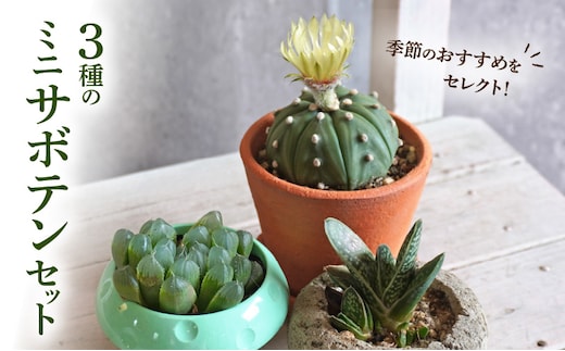 ミニ サボテン セット（3種）［ 本格サボテン 産地直送サボテン インテリア サボテンギフト プレゼント オシャレサボテン かわいいサボテン 人気サボテン 多肉植物 おすすめサボテン おまかせサボテン ］
