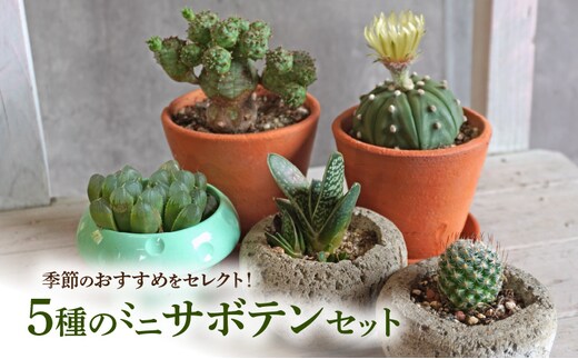ミニ サボテン セット（5種）［ 本格サボテン 産地直送サボテン インテリア サボテンギフト プレゼント オシャレサボテン かわいいサボテン 人気サボテン 多肉植物 おすすめサボテン おまかせサボテン ］