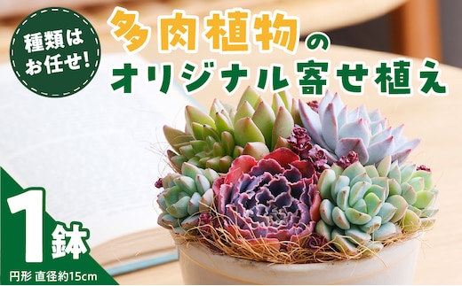 【佳花園】多肉植物のオリジナル寄せ植え