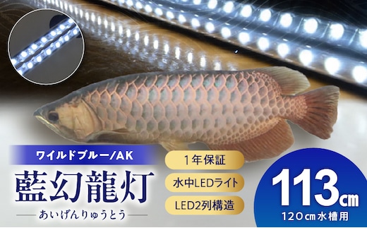 一瞬で綺麗に魅せる!金龍の青を最大限に強調する水中LEDライト|AK120-EX
