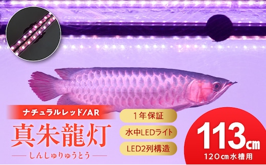 変化を体感!水を赤くせず、紅龍だけ美しく魅せる水中LEDライト|AR120-EX