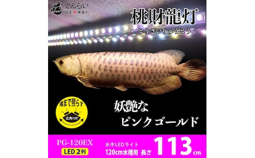 金龍の鱗を美しく照らす!ピンクゴールドの水中アロワナライト|PG120-EX
