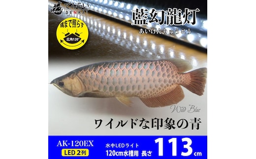 一瞬で綺麗に魅せる!金龍の青を最大限に強調する水中LEDライト|AK120-EX