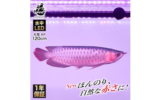 変化を体感!水を赤くせず、紅龍だけ美しく魅せる水中LEDライト|AR120-EX