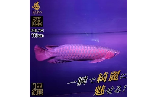 紅龍オーナー必見!一瞬でアロワナを美しく魅せる水中LEDライト|AR2-120-EX