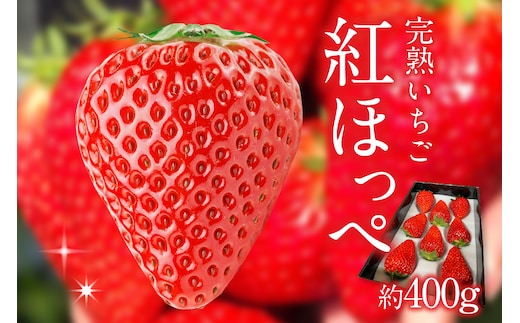 苺香の完熟いちご「紅ほっぺ」(1212)