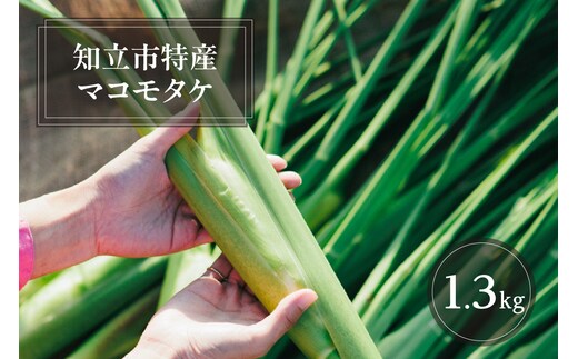 知立市特産 マコモタケ(1.3kg) （7～10本）（2124）