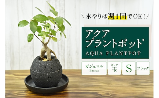 アクアプラントポット® 玉Ｓ（ブラック） 植木鉢 ガジュマル（2081）