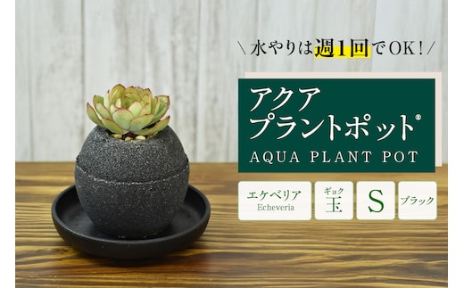 アクアプラントポット® 玉Ｓ（ブラック） 植木鉢 エケベリア（2082）