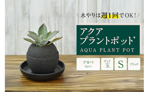 アクアプラントポット® 玉Ｓ（ブラック） 植木鉢 アガベ（2084）