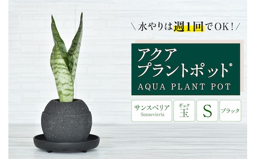 アクアプラントポット® 玉Ｓ（ブラック） 植木鉢 サンスベリア（2086）