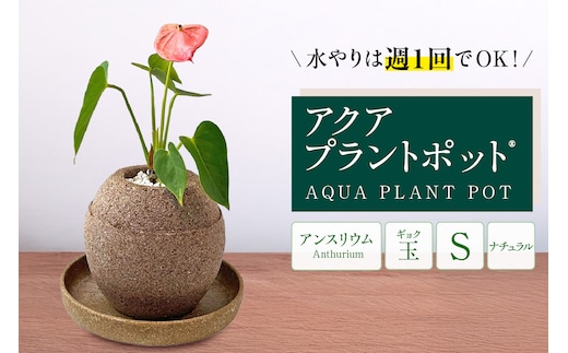 アクアプラントポット® 玉Ｓ 植木鉢 アンスリウム（2087）