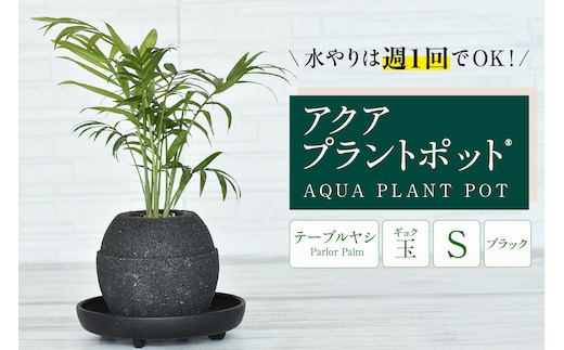アクアプラントポット® 玉Ｓ（ブラック） 植木鉢 テーブルヤシ（2088）