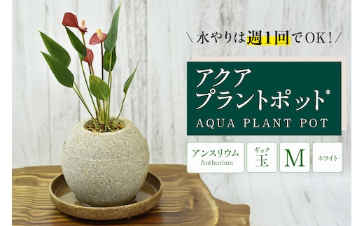 アクアプラントポット® 玉Ｍ（ホワイト） 植木鉢 アンスリウム（2090）