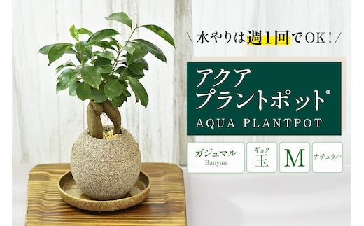アクアプラントポット® 玉Ｍ 植木鉢 ガジュマル（2091）