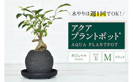 アクアプラントポット® 玉Ｍ（ブラック） 植木鉢 ガジュマル（2092）
