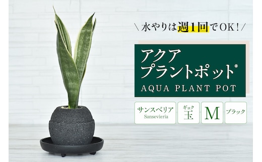 アクアプラントポット® 玉Ｍ（ブラック） 植木鉢 サンスベリア（2093）