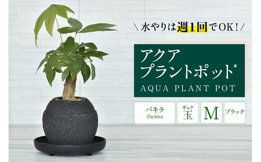 アクアプラントポット® 玉Ｍ（ブラック） 植木鉢 パキラ（2094）