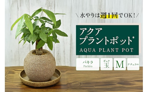 アクアプラントポット® 玉Ｍ 植木鉢 パキラ（2095）