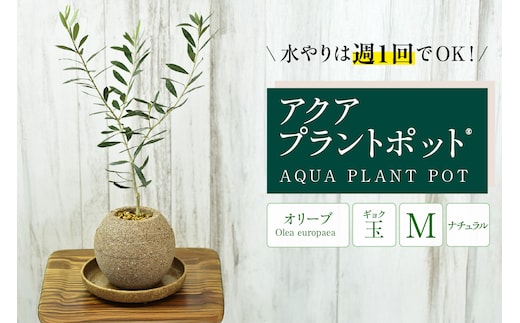 アクアプラントポット® 玉Ｍ 植木鉢 オリーブ（2096）