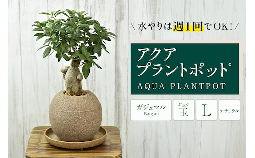 アクアプラントポット® 玉Ｌ 植木鉢 ガジュマル（2098）