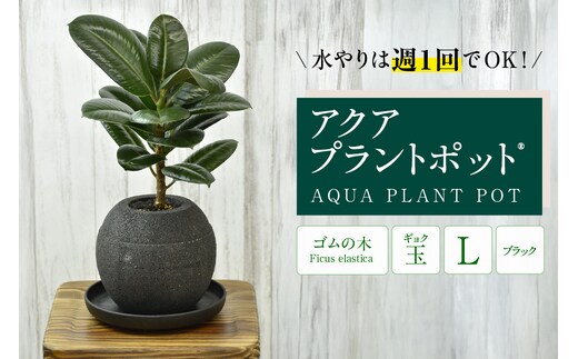 アクアプラントポット® 玉Ｌ（ブラック） 植木鉢 ゴムの木（2099）