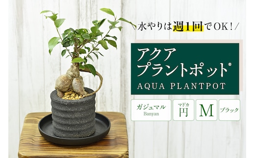 アクアプラントポット® 円Ｍ（ブラック） 植木鉢 ガジュマル（2100）