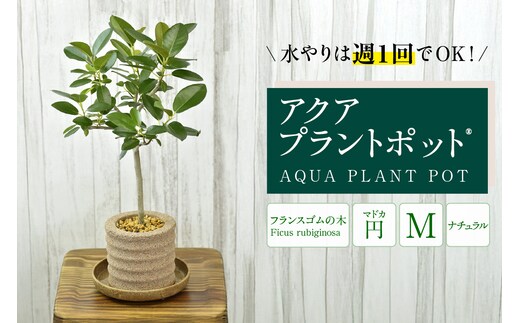 アクアプラントポット® 円Ｍ 植木鉢 フランスゴムの木（2101）