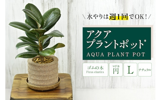 アクアプラントポット® 円Ｌ 植木鉢 ゴムの木（2103）