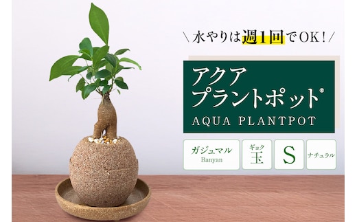 アクアプラントポット® 玉Ｓ 植木鉢ガジュマル（2126）