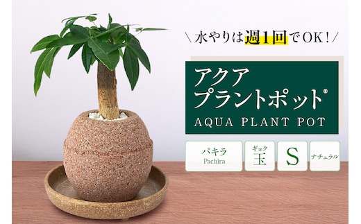 アクアプラントポット® 玉Ｓ 植木鉢パキラ（2127）