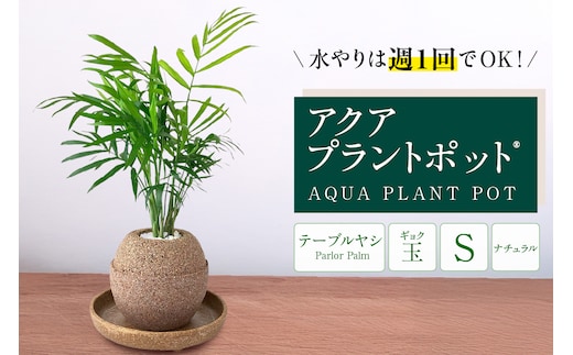 アクアプラントポット® 玉Ｓ 植木鉢テーブルヤシ（2129）
